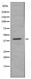 ERI1 Antibody