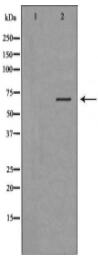 F12 Antibody