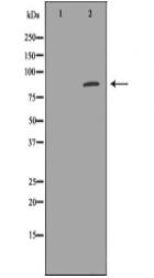 EXT1 Antibody