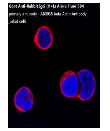 Goat Anti-Rabbit IgG (H+L) Alexa Fluor 594