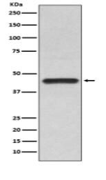 DHODH Antibody