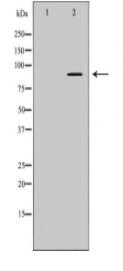 CUL4A Antibody