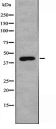 GCNT6 Antibody