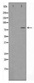 HMMR Antibody