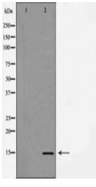 H3K14me1 Antibody