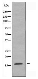 CRABP2 Antibody