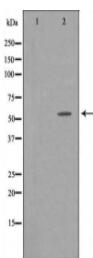 GPR75 Antibody