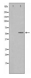 CREB3L2 Antibody