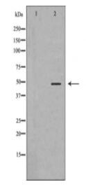 EIF4A1 Antibody