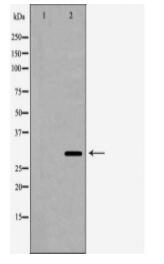 EIF4E Antibody