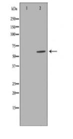 EPXH2 Antibody