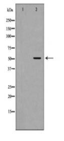 GLRA1 Antibody