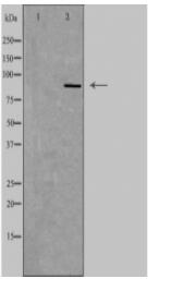 EMR2 Antibody