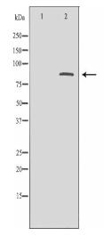 CTCF Antibody