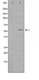 EFEMP1 Antibody