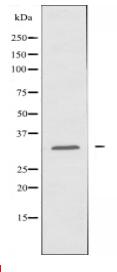 Cytochrome c-type Heme Lyase Antibody