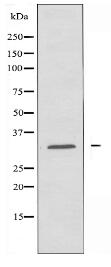 COMT Antibody