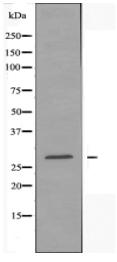 HINT1 Antibody