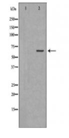 GAD2 Antibody