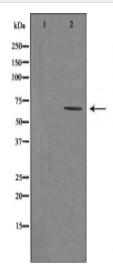 GAD1 Antibody