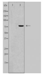 FOXK1 Antibody