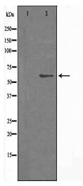 CSPG5 Antibody