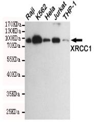 XRCC1 Mouse mAb