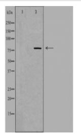 DGKA Antibody