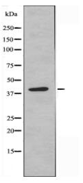 EIF2S2 Antibody