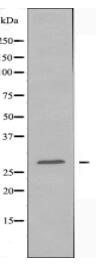 ERD23 Antibody