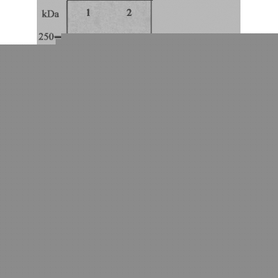 GRK3 Antibody