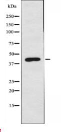 EDG1 Antibody