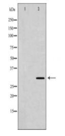 HLA-DRB3 Antibody