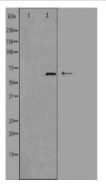 GNL3L Antibody