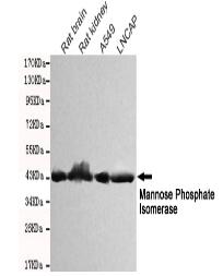 Mannose Phosphate Isomerase Mouse mAb