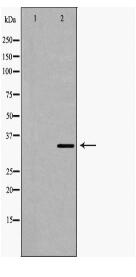 CREB1 Antibody