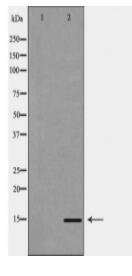 Histone H3K79me3 Antibody