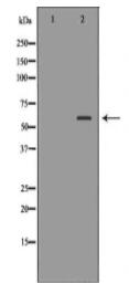 HEXA Antibody