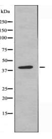 CXADR Antibody