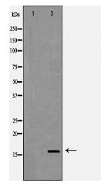 CST8 Antibody