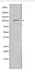 DSG1 Antibody