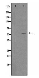 CSK Antibody