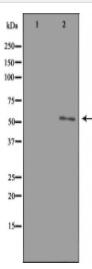 ETBR2 Antibody
