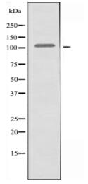 EFTUD2 Antibody