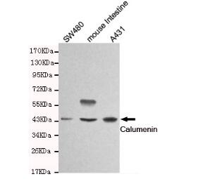 Calumenin Mouse mAb