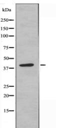 GNB5 Antibody
