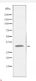 CREM Antibody