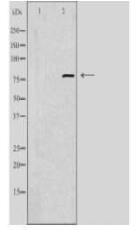 ES8L1 Antibody