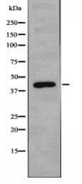 ERGI3 Antibody