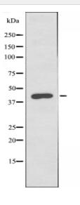 FOXD4L1 Antibody